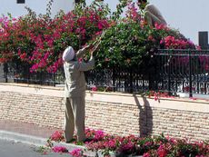 243 Indischer Gärtner.JPG